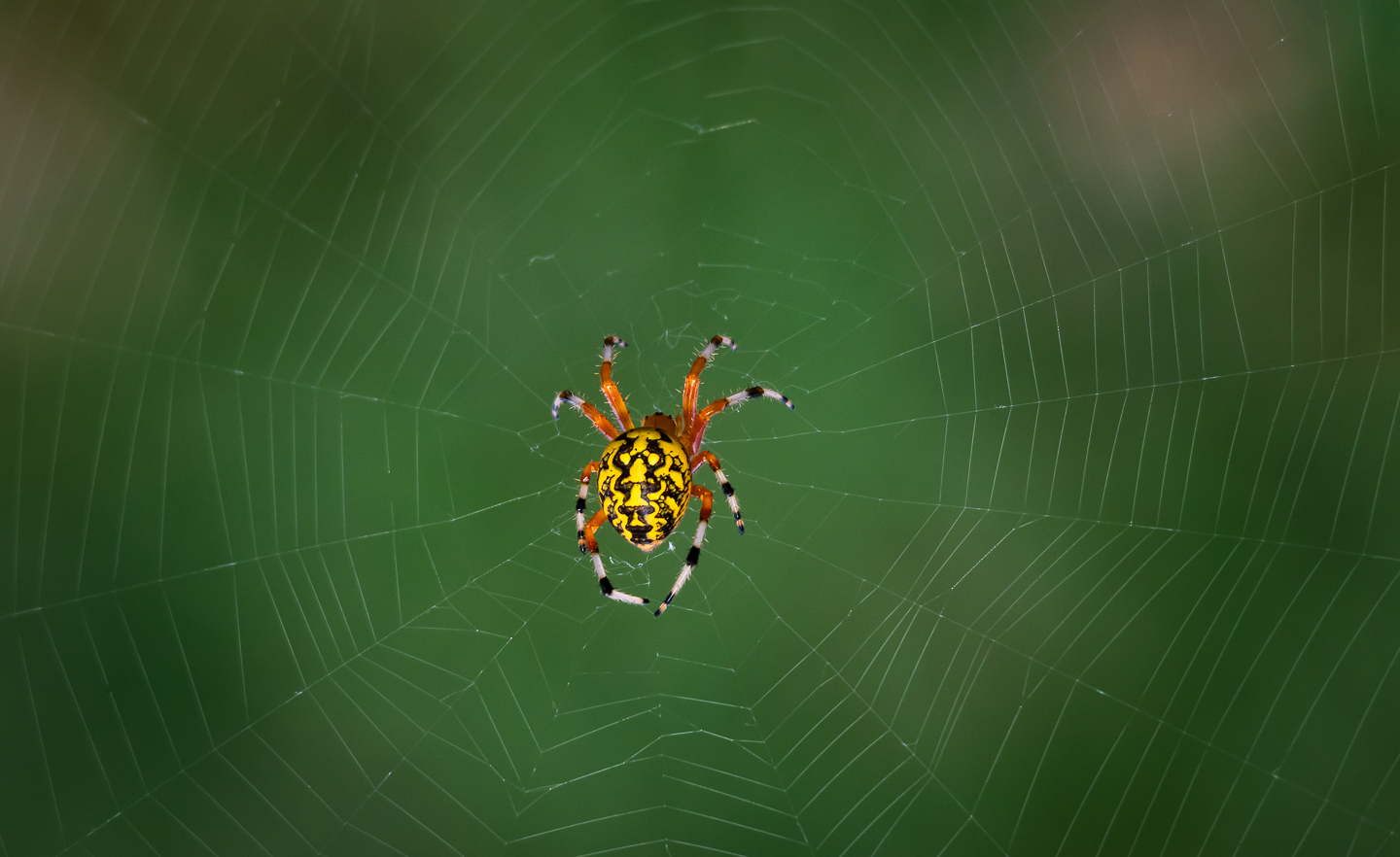 2nd PrizeOpen Nature In Class 3 By Paul Sylvia For Marvelous Marbled Orb Weaver SEP-2023.jpg